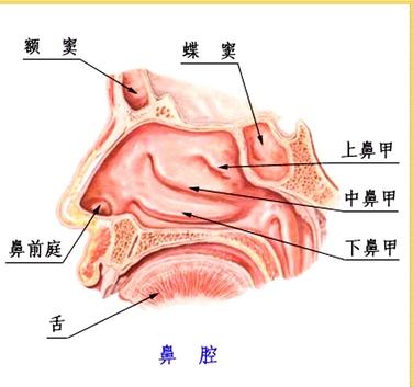 治疗鼻炎非常有效的方法_上海宏康医院耳鼻喉